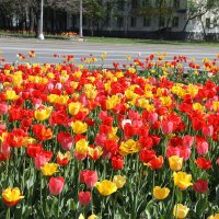 КРАСИВОЕ МОРЕ ТЮЛЬПАНОВ :: Валентина 