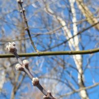 Весеннее :: Елена Семигина