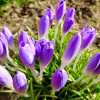 Первые весенние цветы 2026 :: Милешкин Владимир Алексеевич 