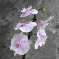 Орхидея Queen kiss :: Irene Irene