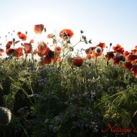 Природа Крыма :: Изумительная Космея