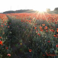 Природа Крыма :: Изумительная Космея