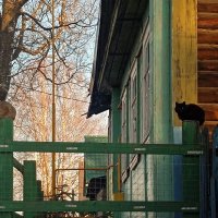 мартовские котики :: Сергей Кочнев