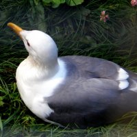 Чайка. :: nadyasilyuk Вознюк