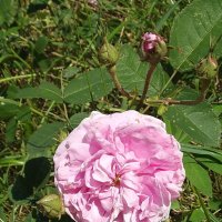 Роза :: Freddy 97