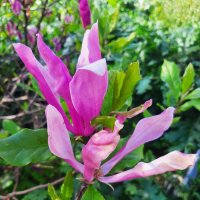 МАГНОЛИЯ :: Tata Wolf