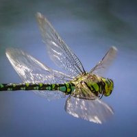 Стрекоза коромысло. :: Aleksey Afonin
