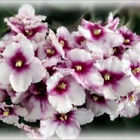 фиалка :: Елена Сухорученкова