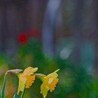 Два нарцисса)))) :: Giant Tao /