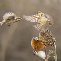 Увернулся! :: Валерий Черняк