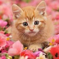 животные и цветы :: МАРИЯ ПОПОВА