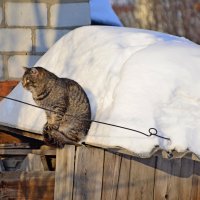 Задумалась.. :: Михаил Курзанцев