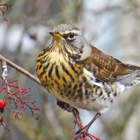 дрозд-рябинник :: shasha1950 