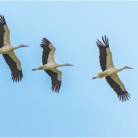 Белый аист :: Александр Григорьев