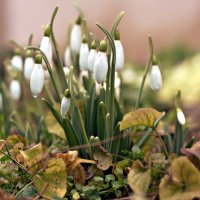 17 марта, подснежники :: Татьяна Львова