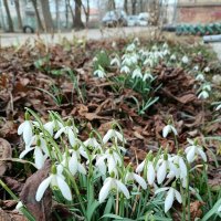 И вновь весна! :: Людмила Жданова