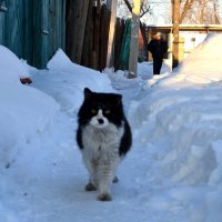 уйди с дороги :: Savayr 