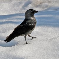 Шагом марш! :: Светлана 