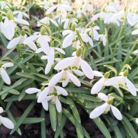 Подснежник :: Сапсан 