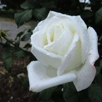 Розы... розы... :: viach 