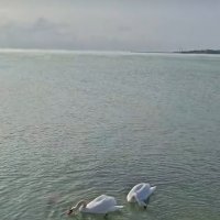 Евпатория.Лебедь-шипун (Cygnus olor), величественная водоплавающая птица :: Serega SchütZ