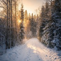 Зимняя дорожка в солнечном свете :: Лилия 