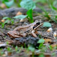 Царевна - лягушка) :: Владимир Лазарев