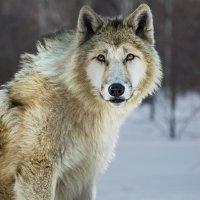 Белый волк :: SanSan 