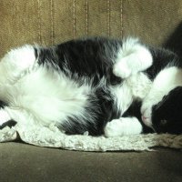 Как хочу, так и сплю :: Людмила Смородинская