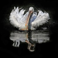 Пеликан :: Михаил Бибичков