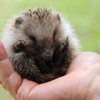 ЕЖИК МАЛЫШ НА ЛАДОНИ- МАЛЕНЬКОЕ ЧУДО! :: Валентина 