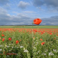 Природа Крыма :: Изумительная Космея