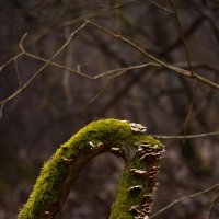 Коряга 1 :: Константин Белоногов