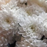 Хризантемы :: Freddy 97