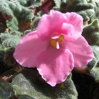 Фиалка :: Елена Семигина