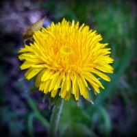 Весенняя радость . :: Мила Бовкун