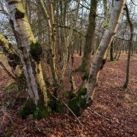 Заповедные берёзы... :: Николай Гирш