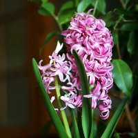 Гиацинт :: ZNatasha -