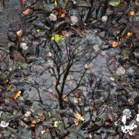 Осеннее отражение :: Сергей Сомихин