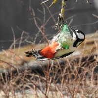 весна :: ИННА ПОРОХОВА