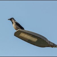 Флюгер :: Михаил Кобзев