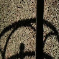 Тень и ствол дерева. :: Любимова Ольга 