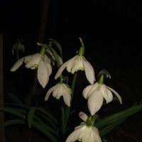 Подснежник :: Сапсан 