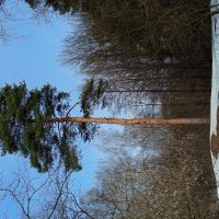 Сосна, которая стоит одиноко не на севере диком :: Андрей Лукьянов