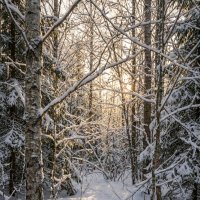 Зимний лес :: Лилия 