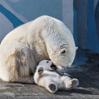 Белый :: SanSan 