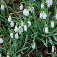 Весенние цветы :: Ирэн 