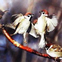 Что-то не поделили :: Людмила Смородинская