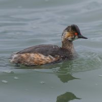 черношейная поганка.весна Лазоревское. :: юрий макаров