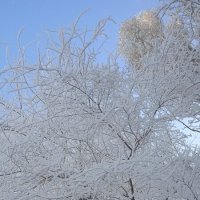 март :: Елена Шаламова